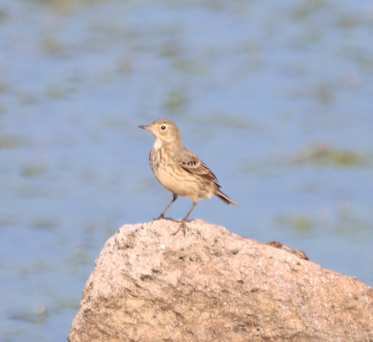 American Pipit - ML642940343