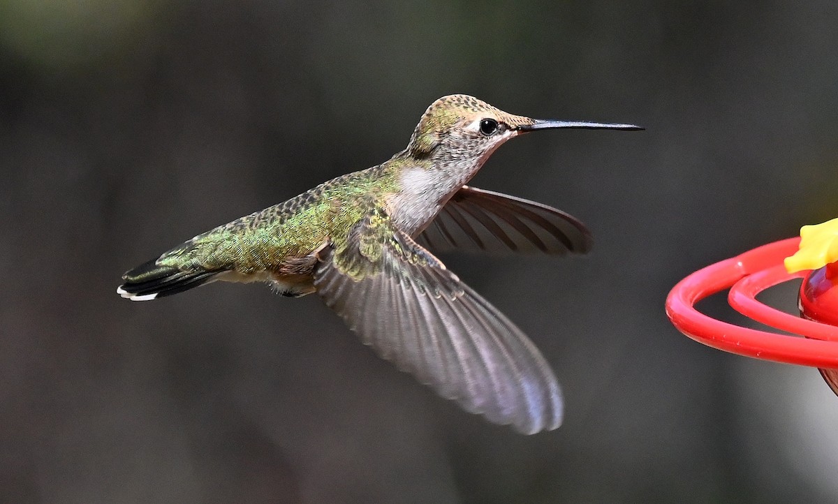 Colibri à gorge noire - ML642940352