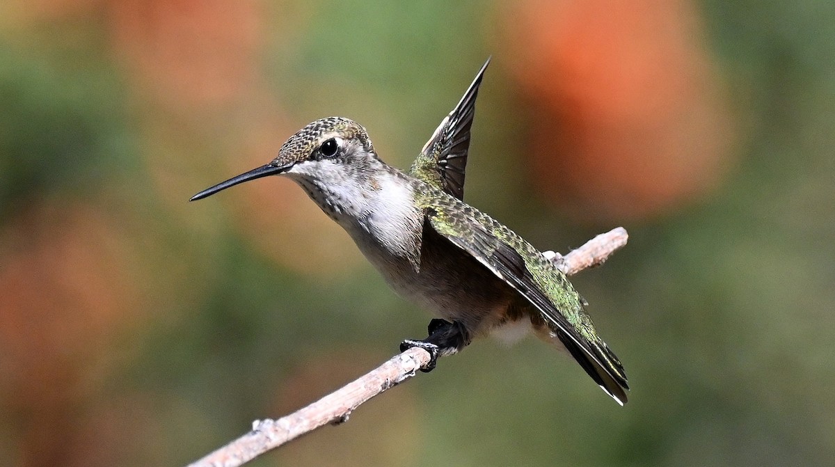 Colibri à gorge noire - ML642940353