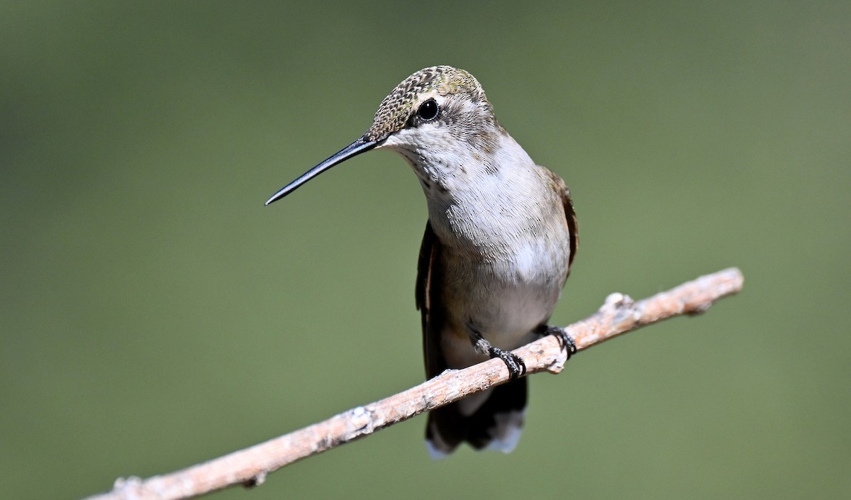 Colibri à gorge noire - ML642940354
