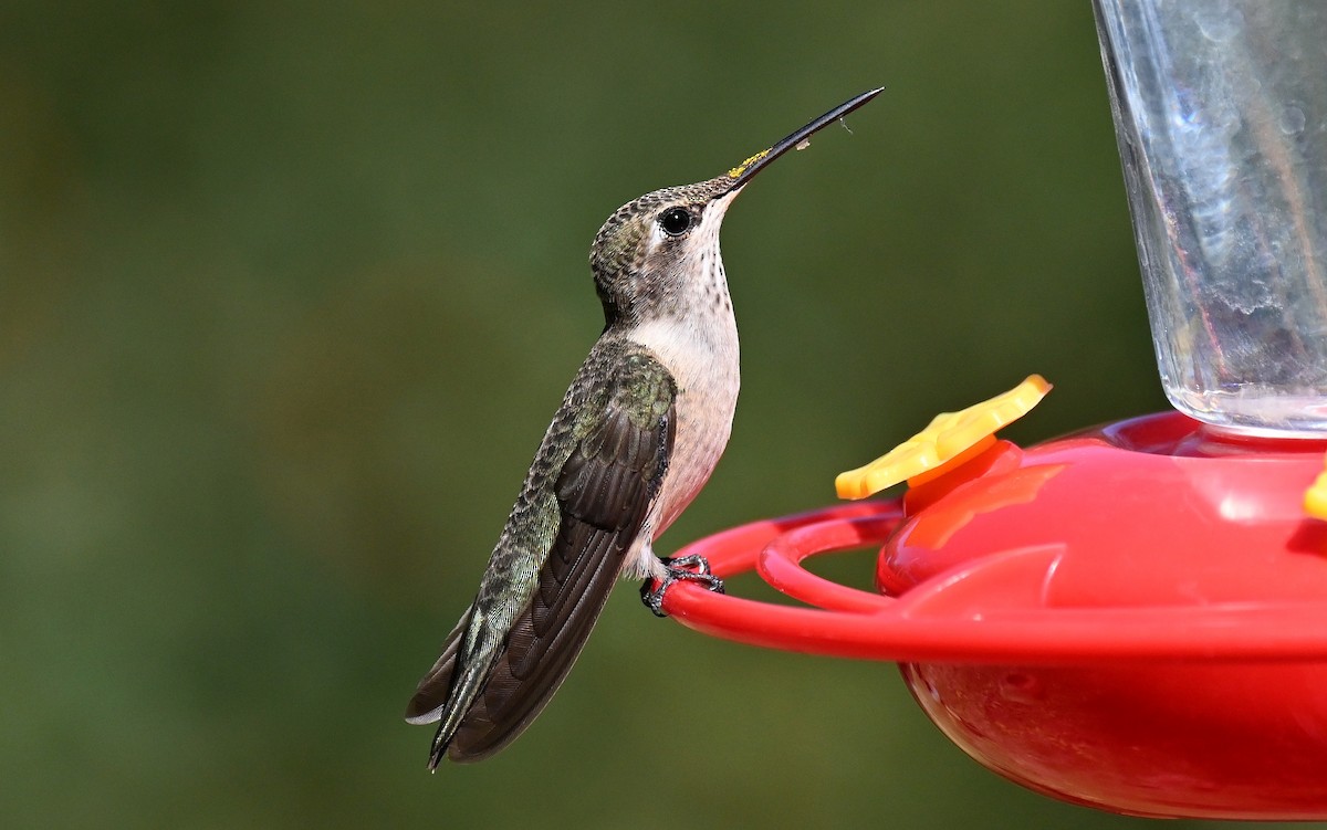 Colibri à gorge noire - ML642940355
