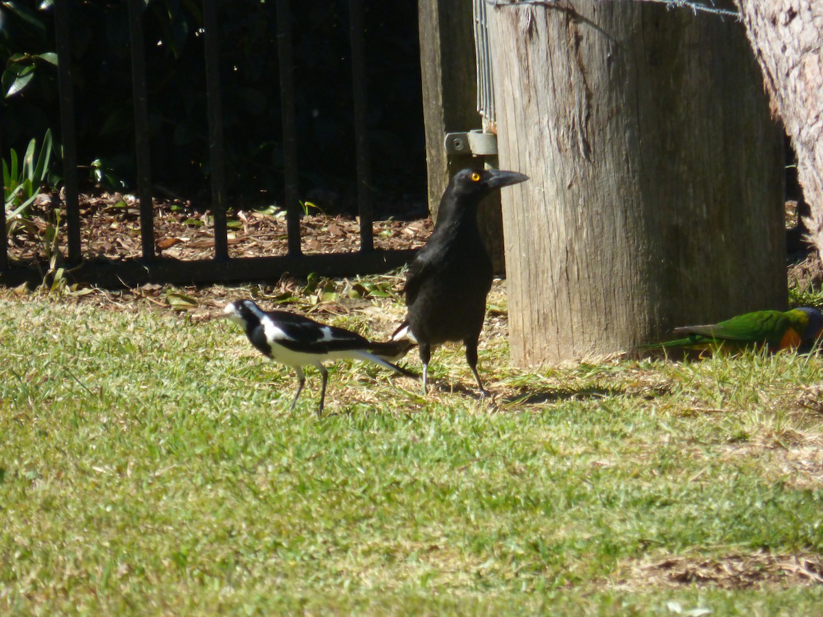 Pied Currawong - ML642940362