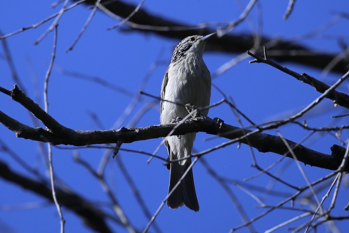 Striped Honeyeater - ML642940373