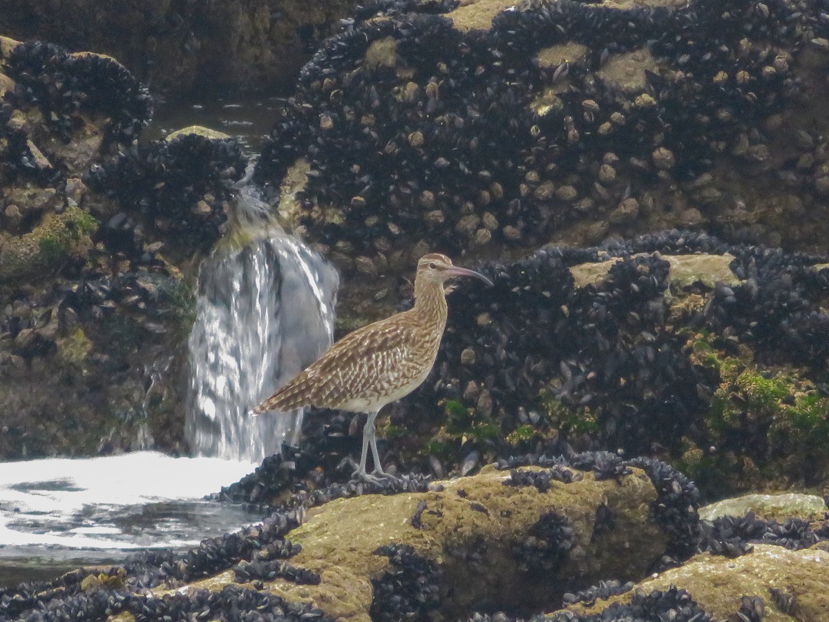 Eurasian Whimbrel - ML642940382