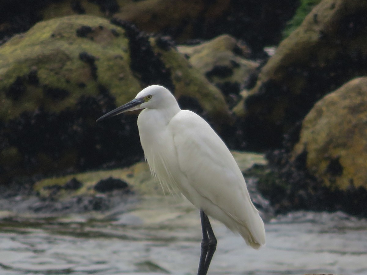 Little Egret - ML642940396