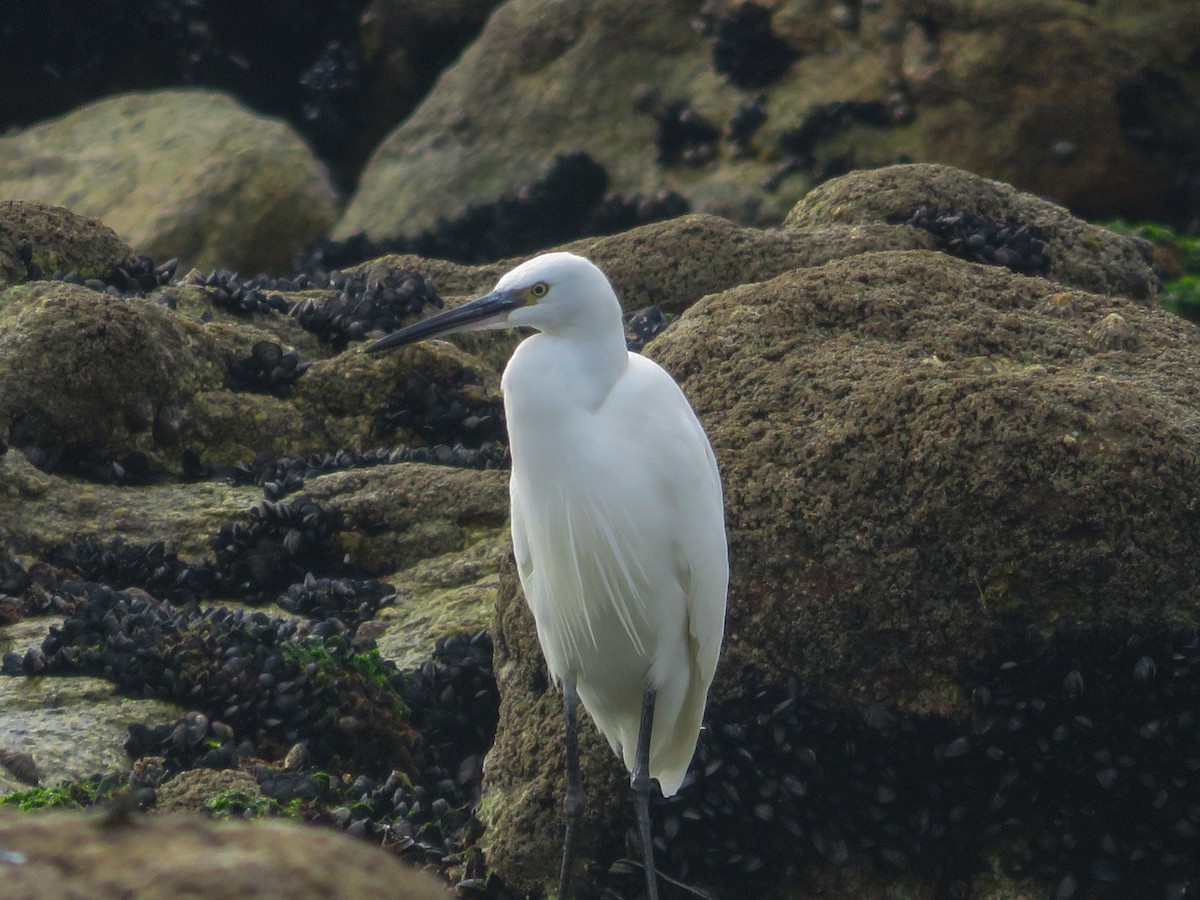 Little Egret - ML642940397