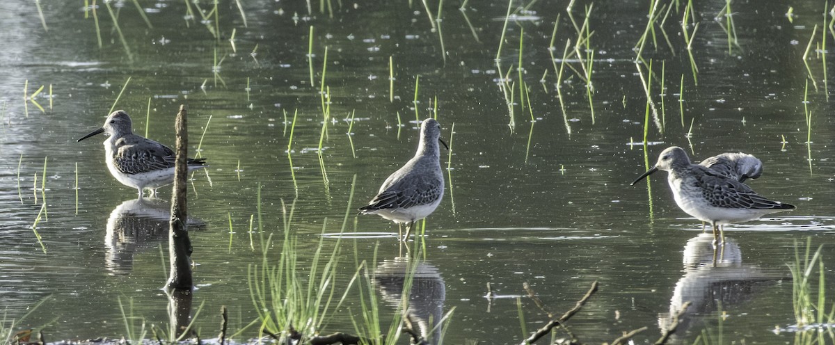 styltesnipe - ML642940423