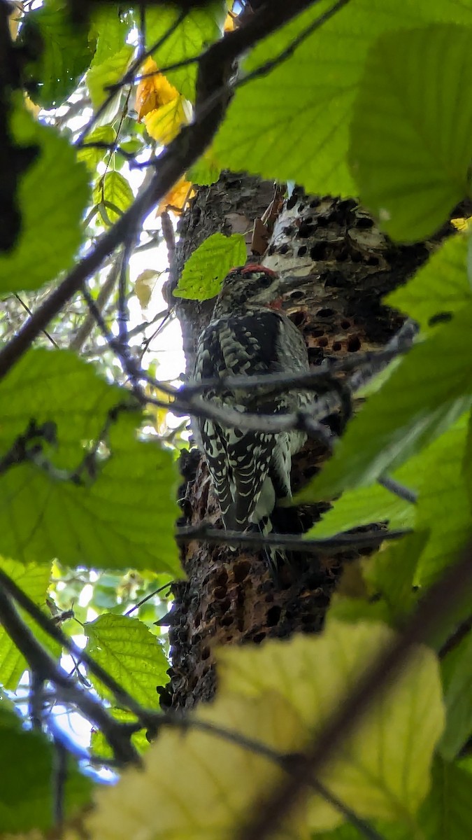Red-naped Sapsucker - ML642940437