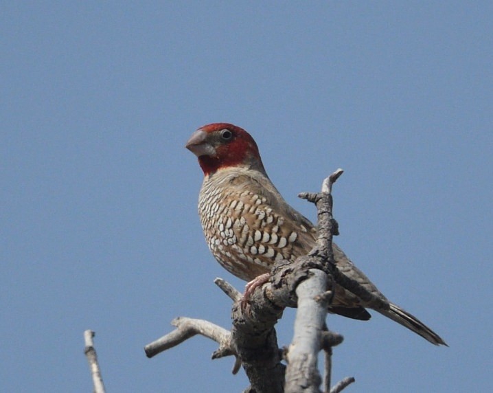 Red-headed Finch - ML642940445