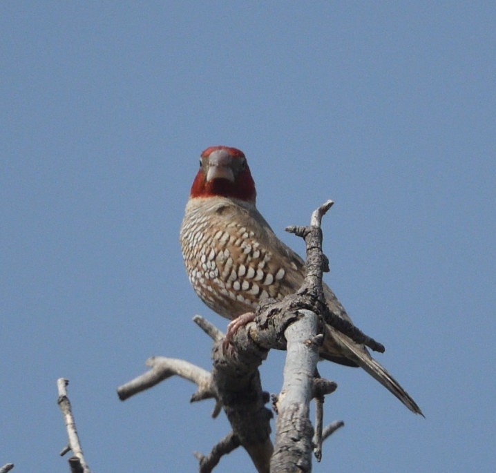 Red-headed Finch - ML642940456