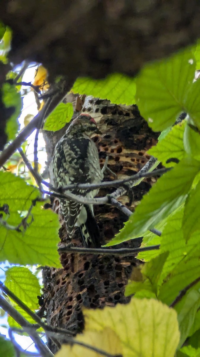 Red-naped Sapsucker - ML642940472