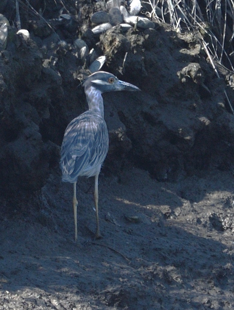 Yellow-crowned Night Heron - ML642940489