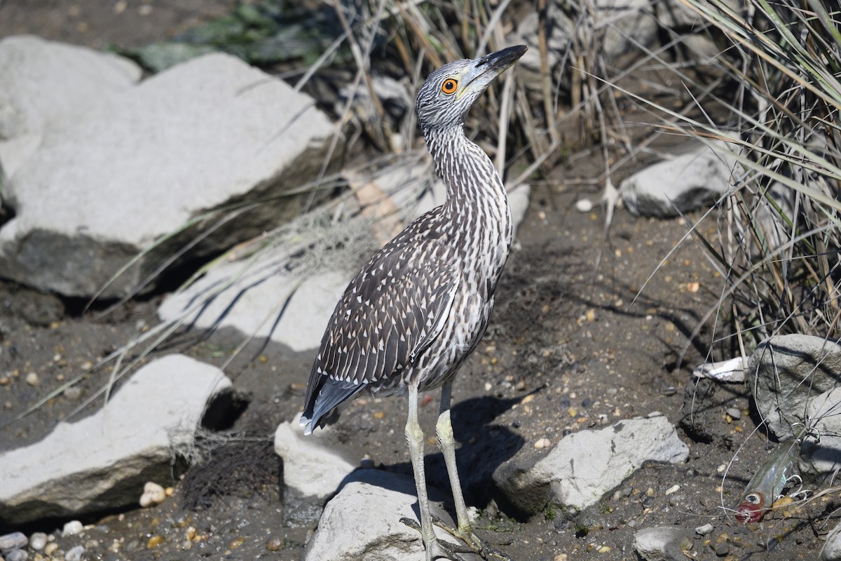 Yellow-crowned Night Heron - ML642940490