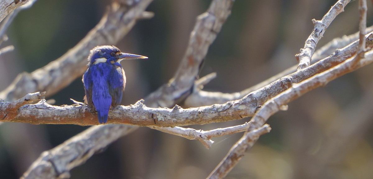 Azure Kingfisher - ML642940496