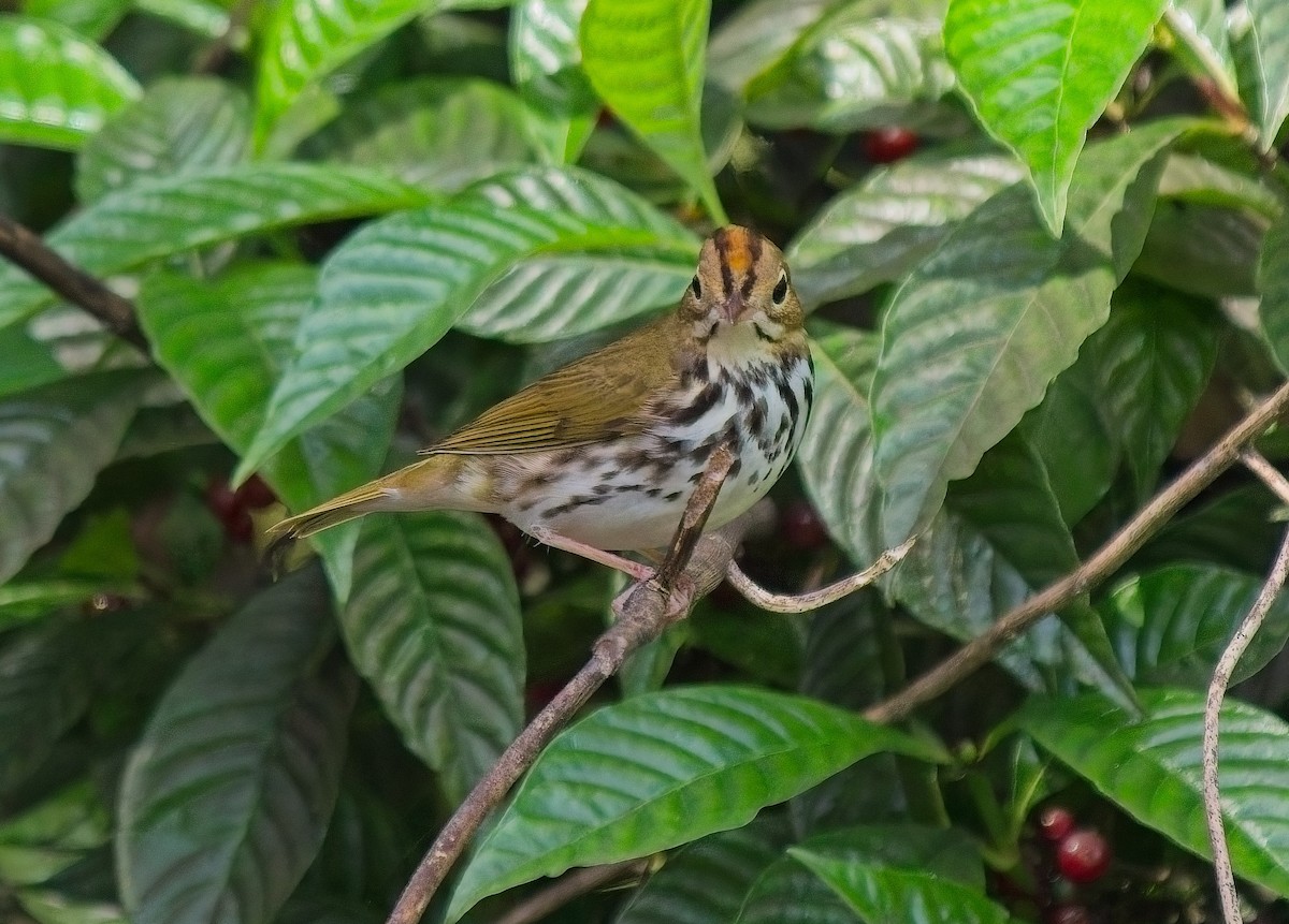 Paruline couronnée - ML642940542