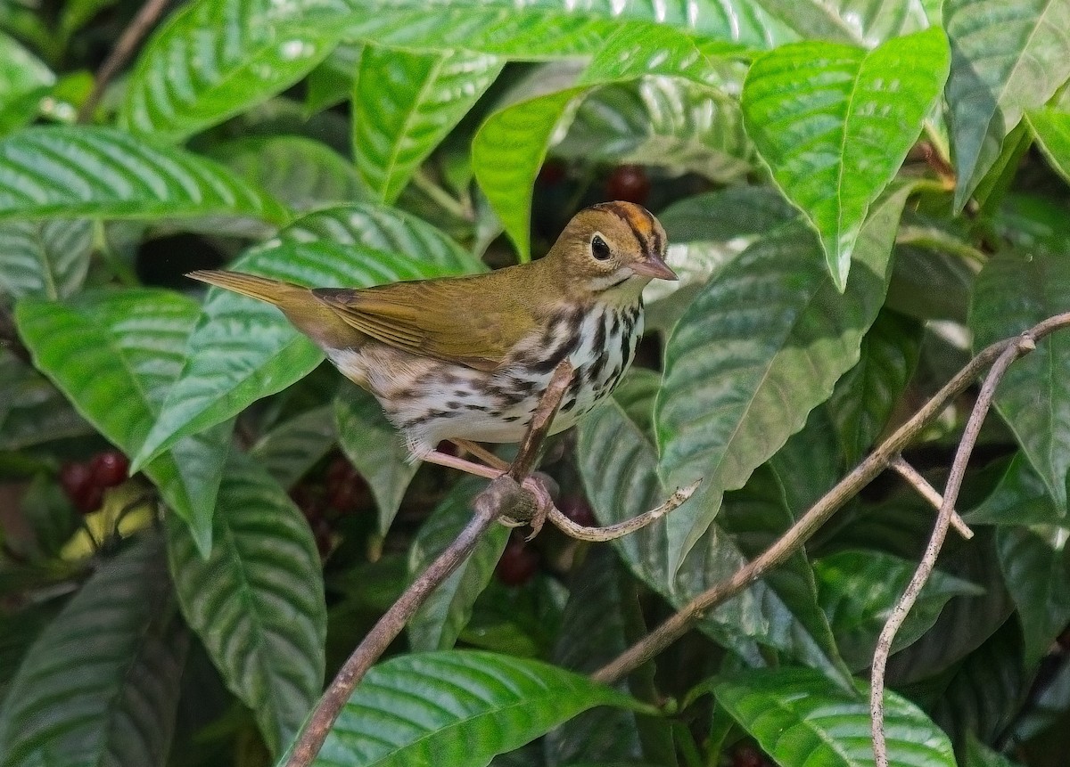 Paruline couronnée - ML642940544