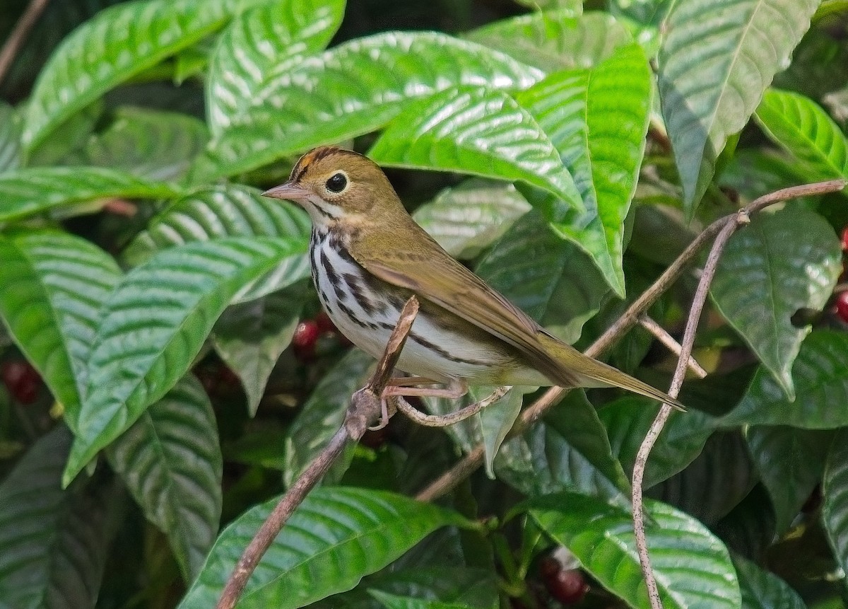 Paruline couronnée - ML642940545