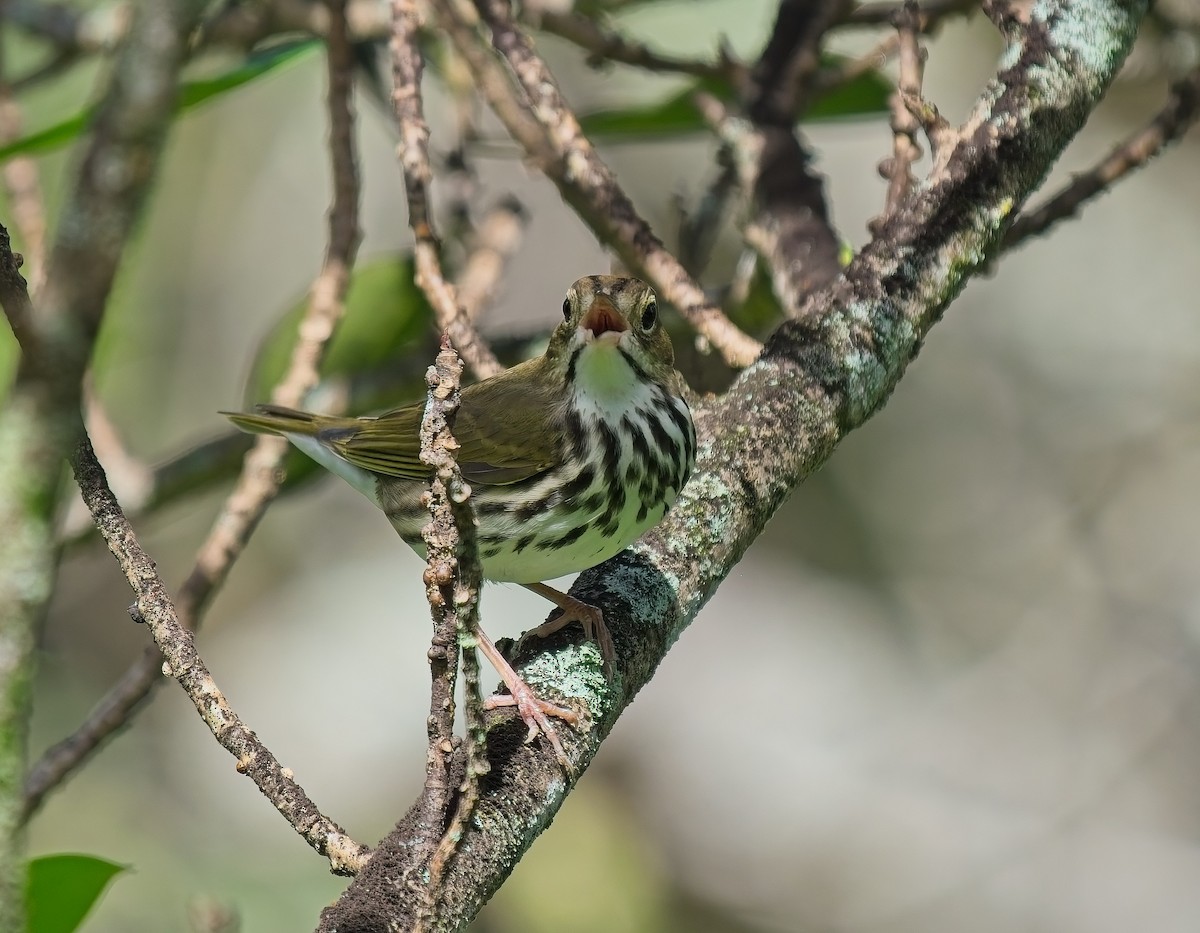 Paruline couronnée - ML642940546