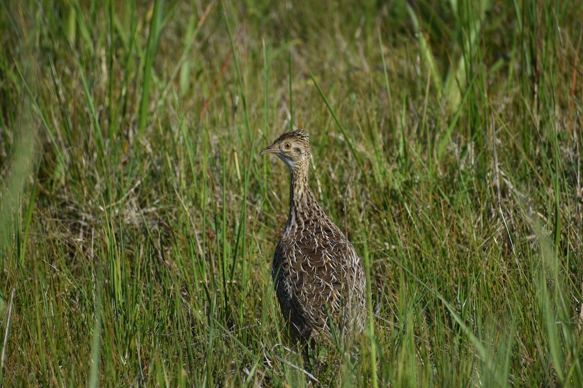 Tinamou tacheté - ML642940549