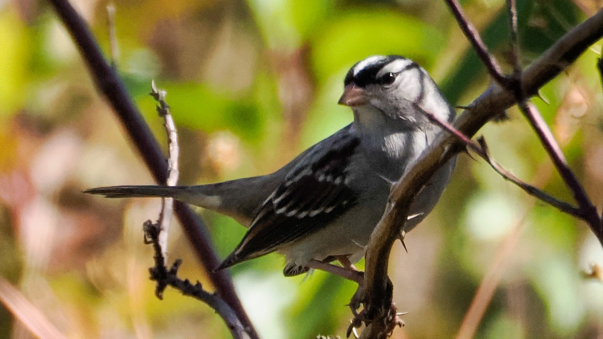Bruant à couronne blanche - ML642940550