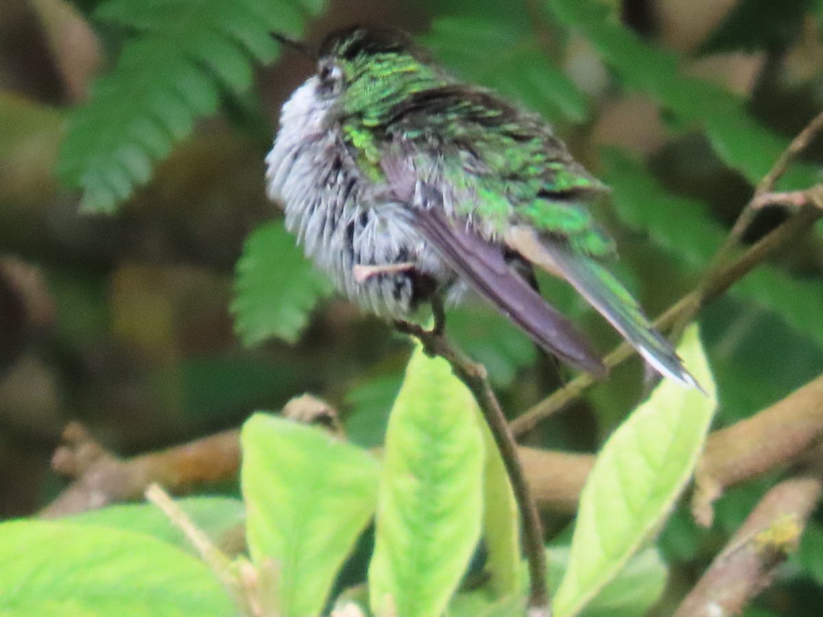 White-booted Racket-tail - ML642940553