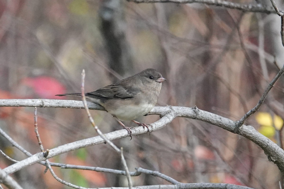 Junco ardoisé - ML642940557