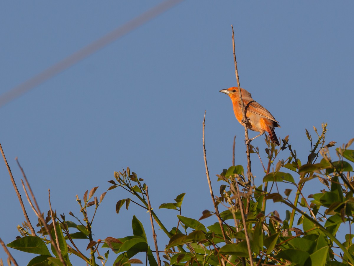 Piranga orangé - ML642940559