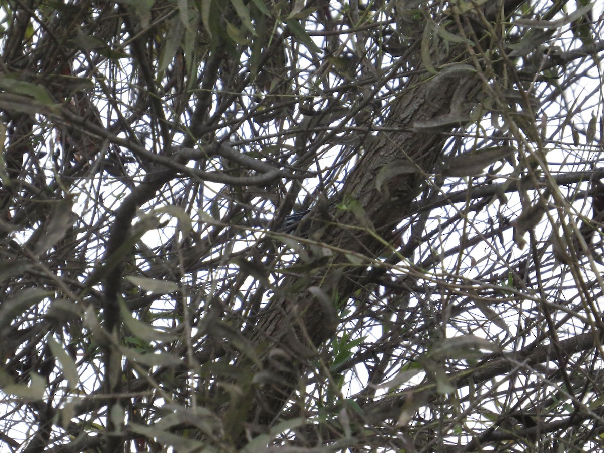 Black-and-white Warbler - ML642940561