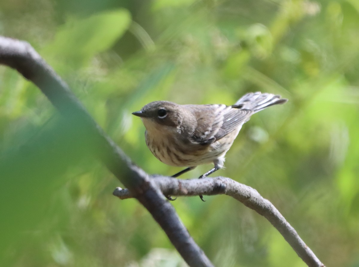 Yellow-rumped Warbler (Myrtle) - ML642940587