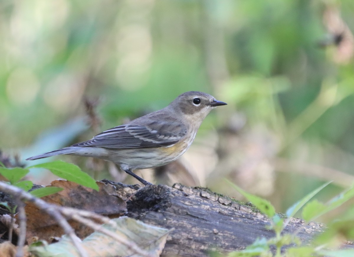 Yellow-rumped Warbler (Myrtle) - ML642940588