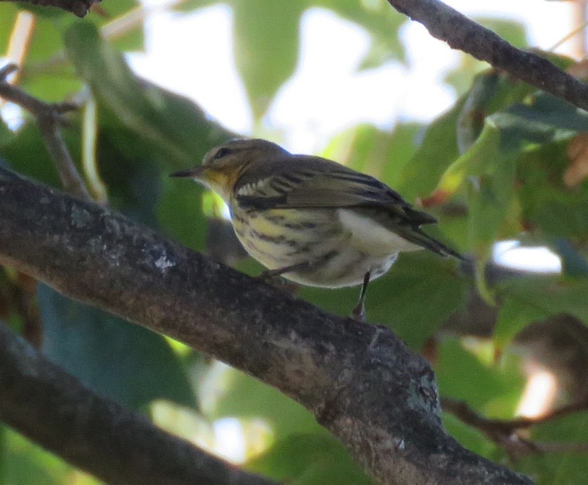 Cape May Warbler - ML642940593