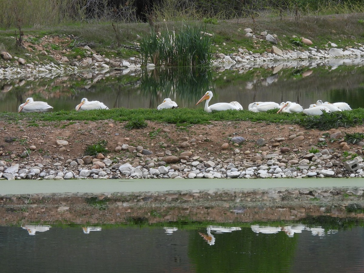 American White Pelican - ML642940602
