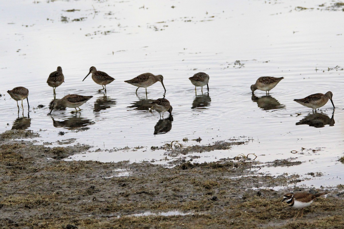 Long-billed Dowitcher - ML642940606