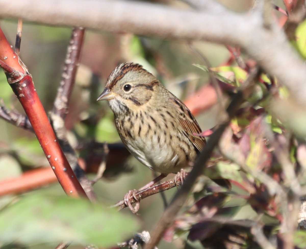 Lincoln's Sparrow - ML642940608