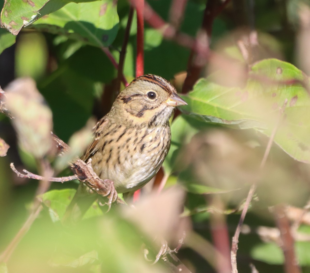 Lincoln's Sparrow - ML642940609