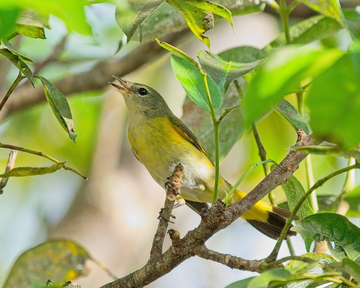 American Redstart - ML642940612