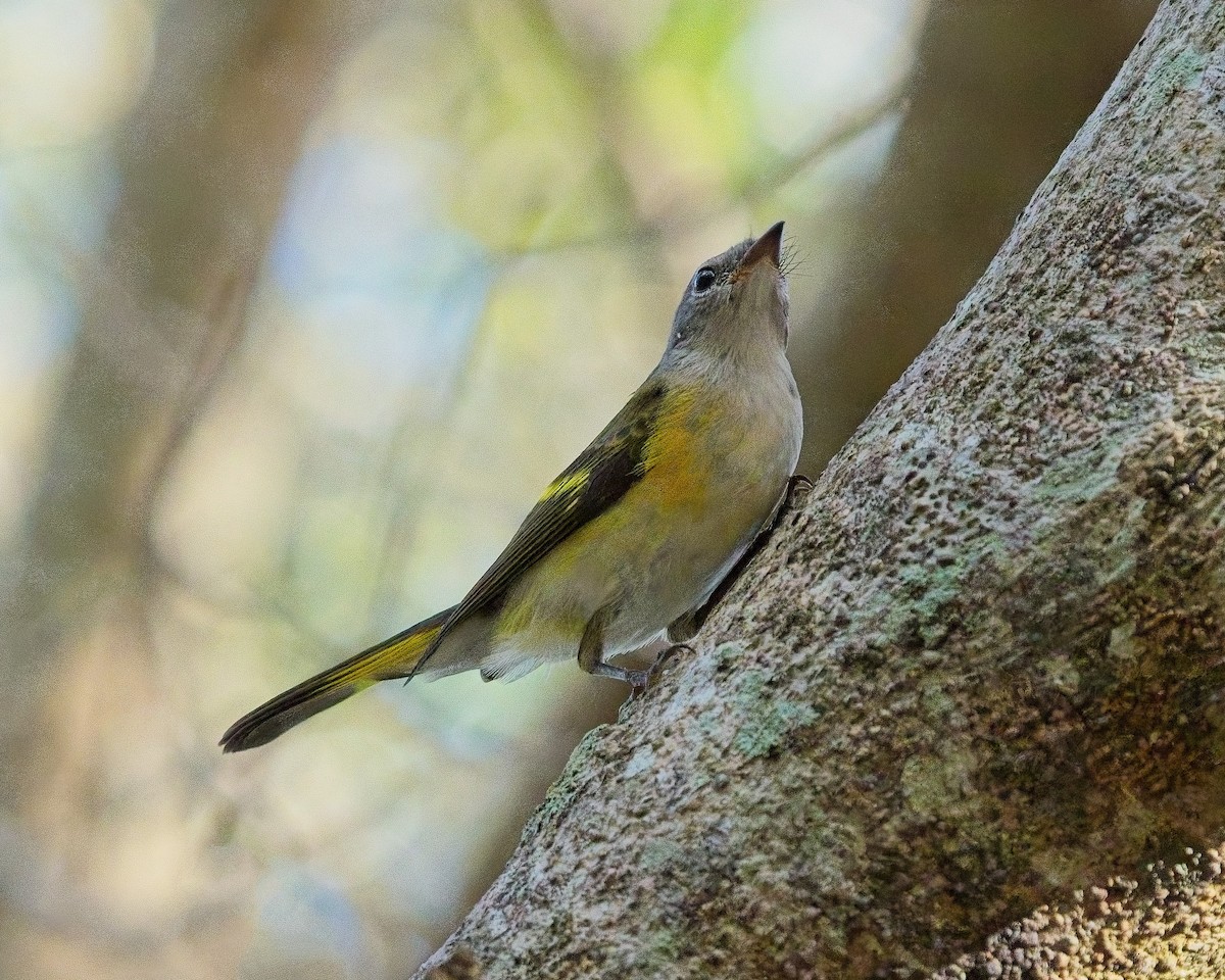 American Redstart - ML642940613