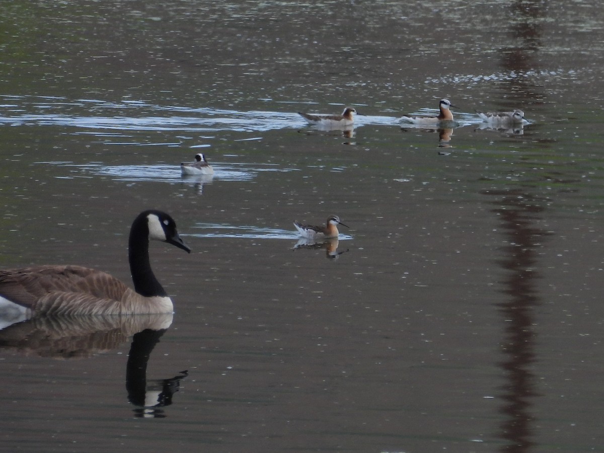 Canada Goose - ML642940614