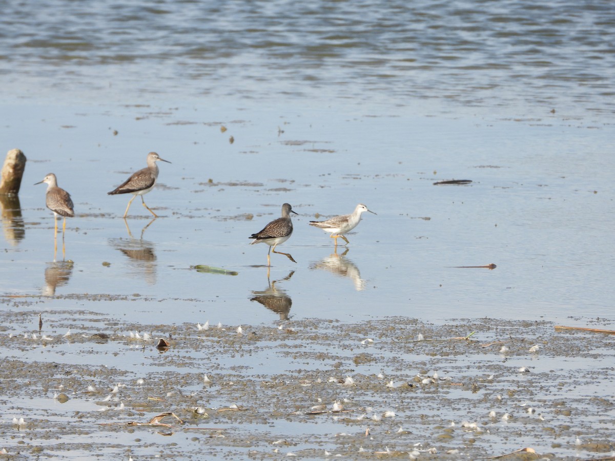 Wilson's Phalarope - ML642940618