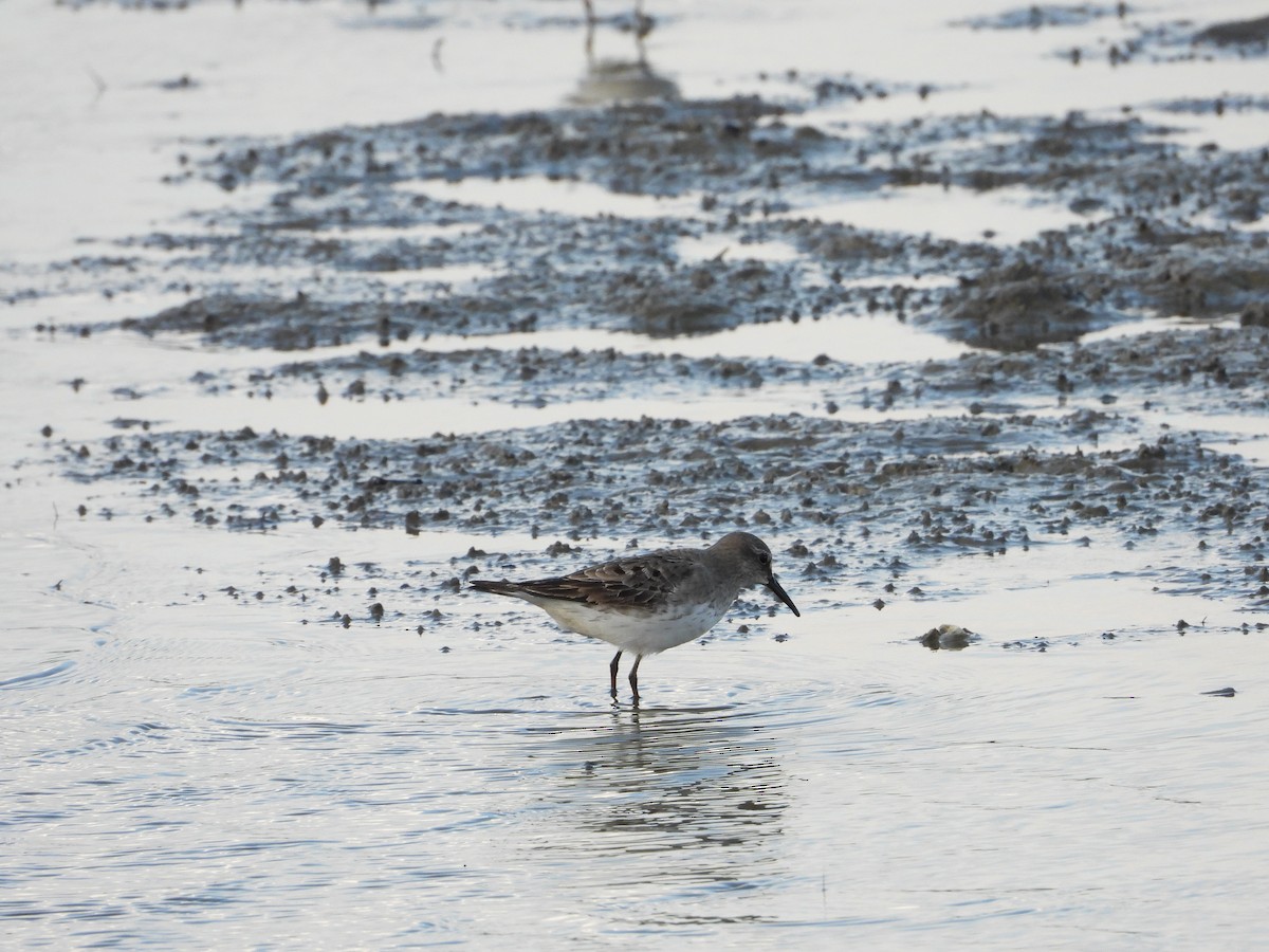 White-rumped Sandpiper - ML642940619