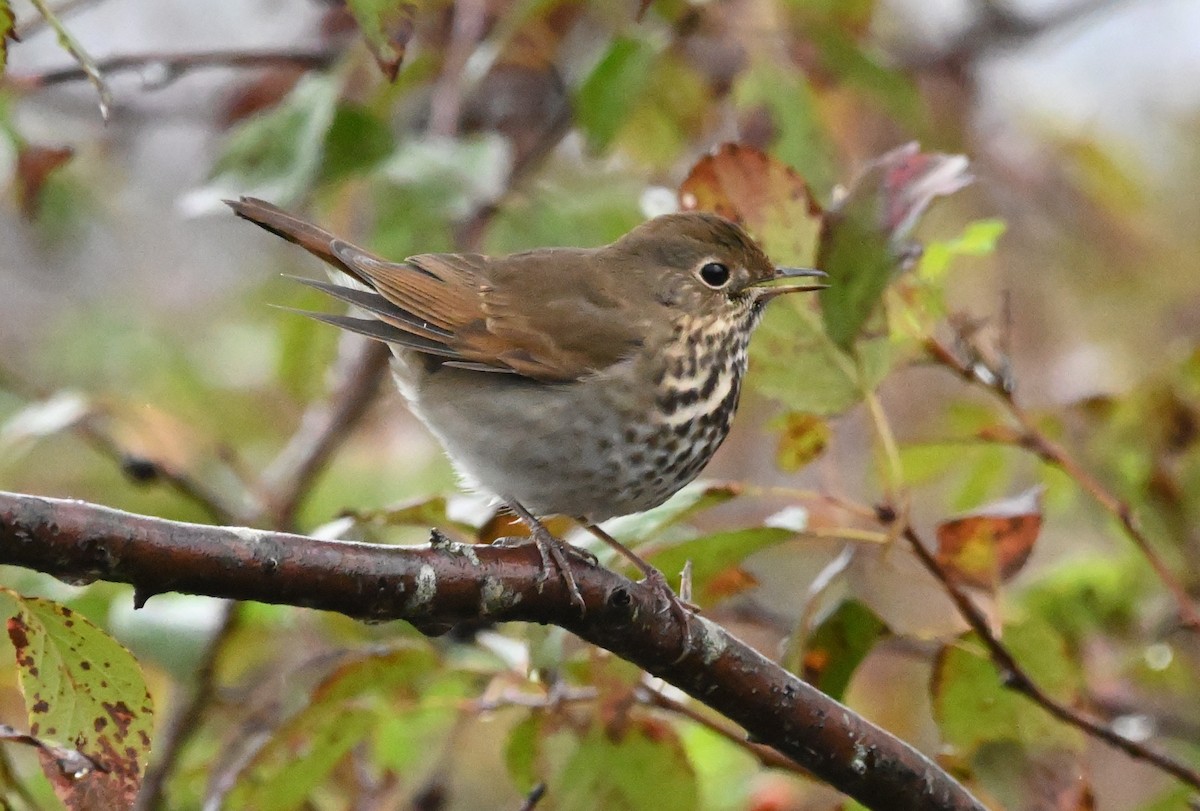 Hermit Thrush - ML642940620