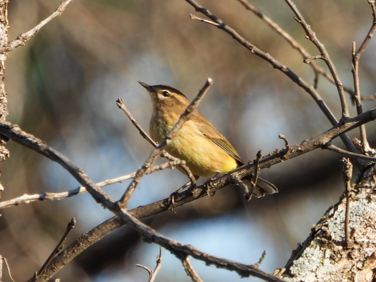 Palm Warbler - ML642940621