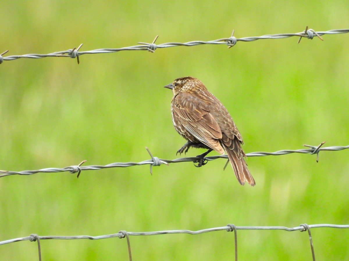 Red-winged Blackbird - ML642940622