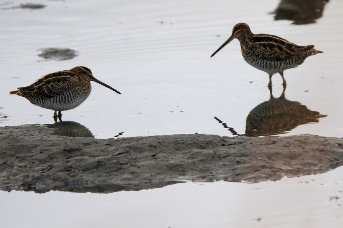 Wilson's Snipe - ML642940623