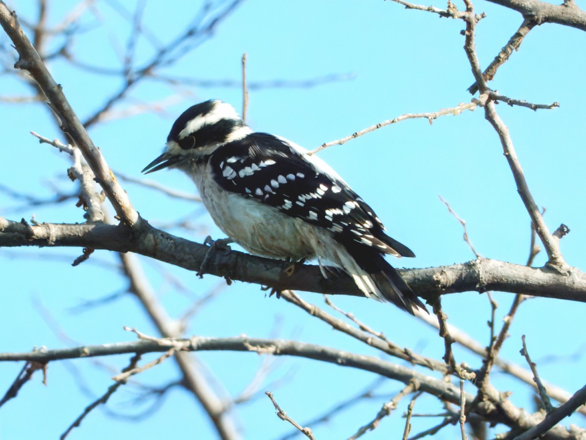Downy Woodpecker - ML642940624
