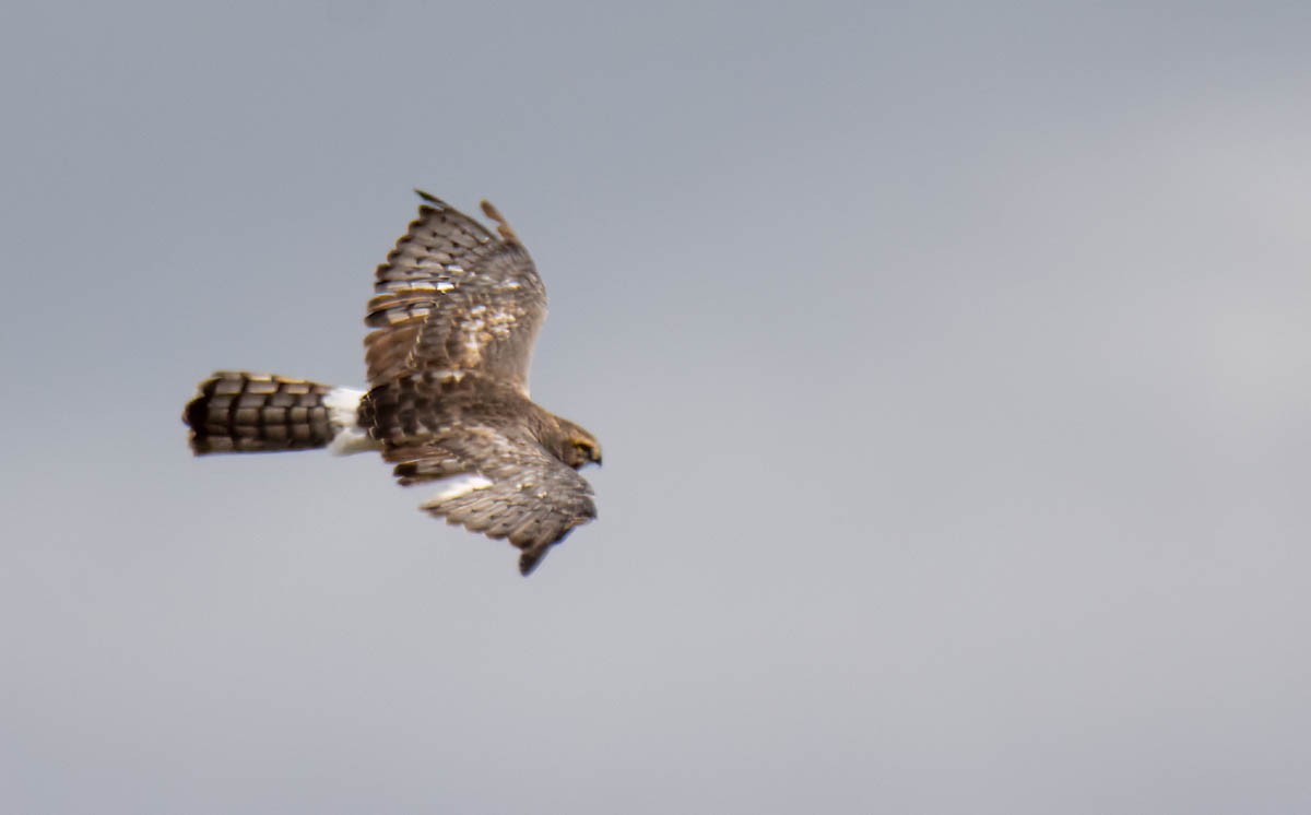 Northern Harrier - ML642940625