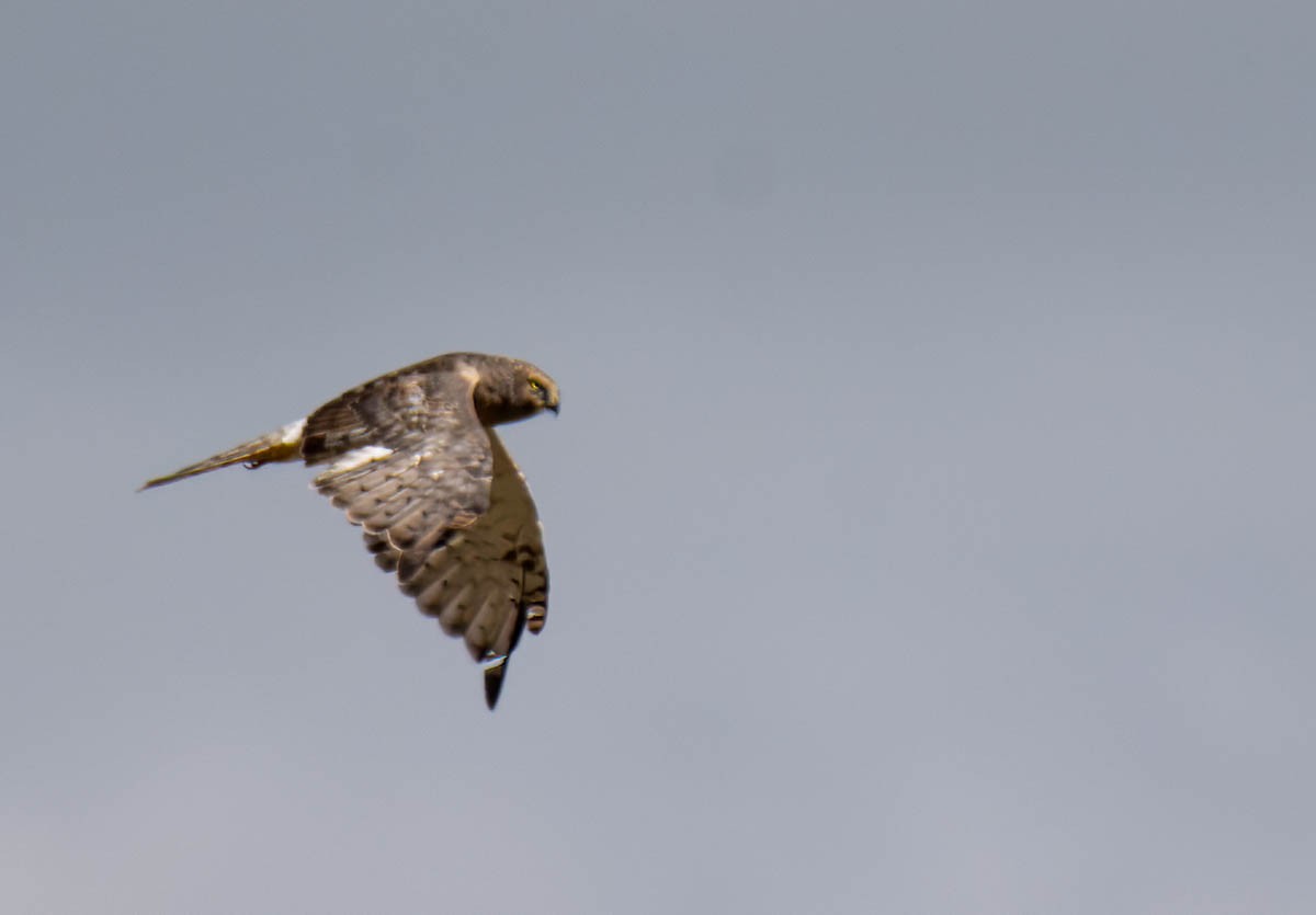 Northern Harrier - ML642940626