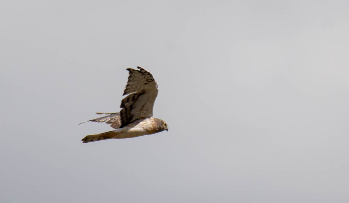 Northern Harrier - ML642940627