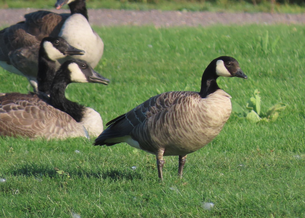 Харлаг галуу - ML642940630