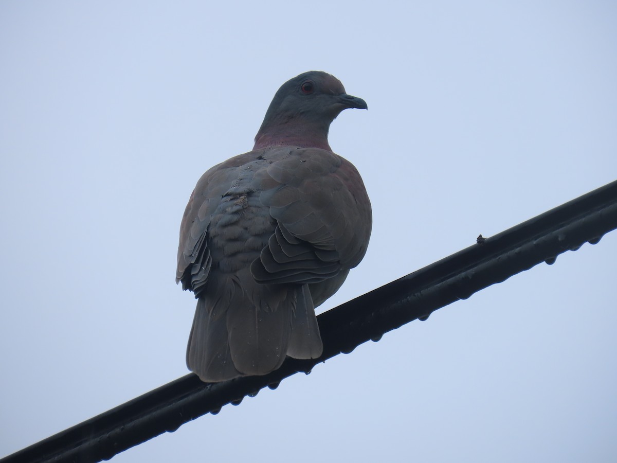 Pale-vented Pigeon - ML642940631